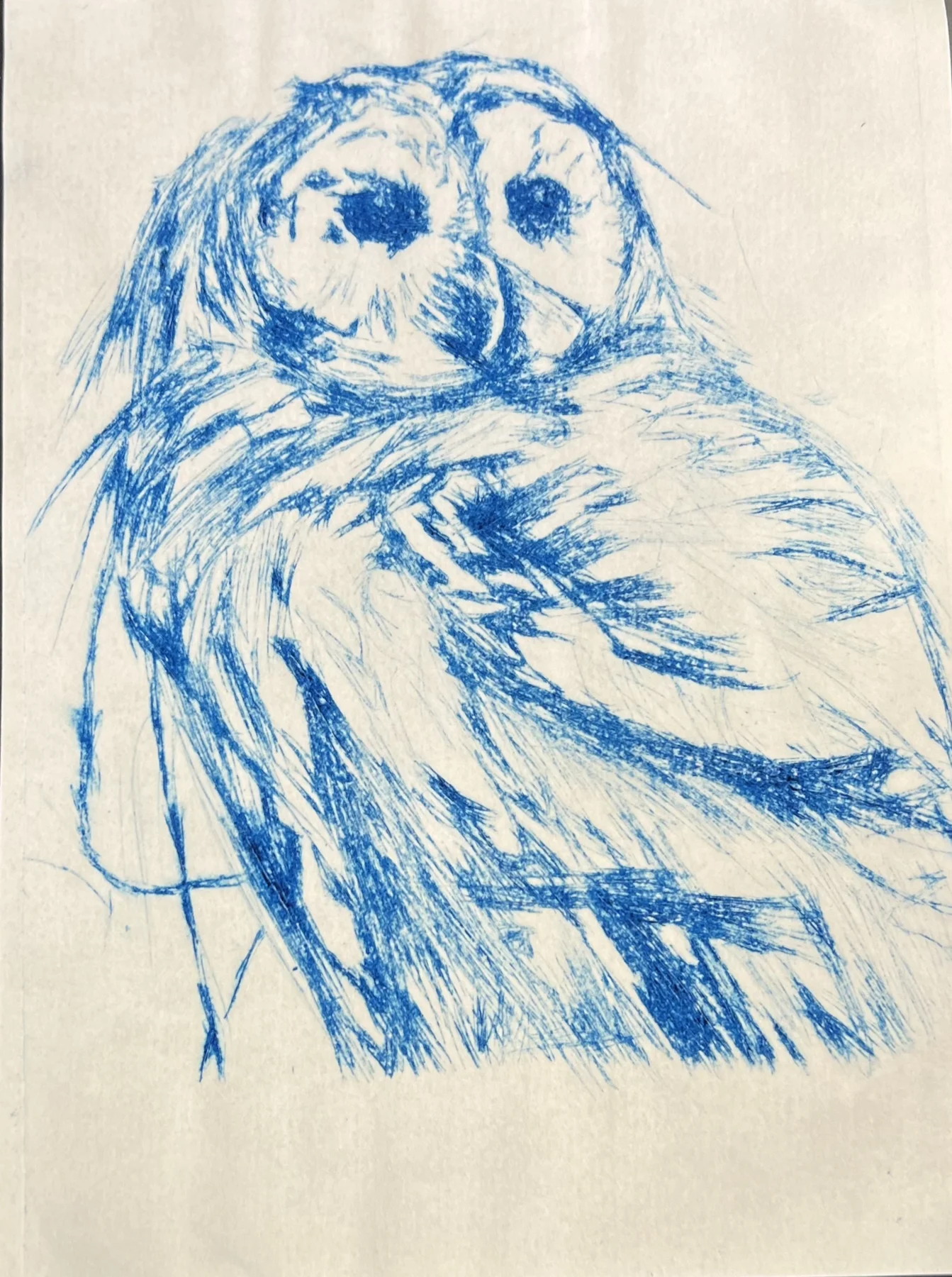 Owl study