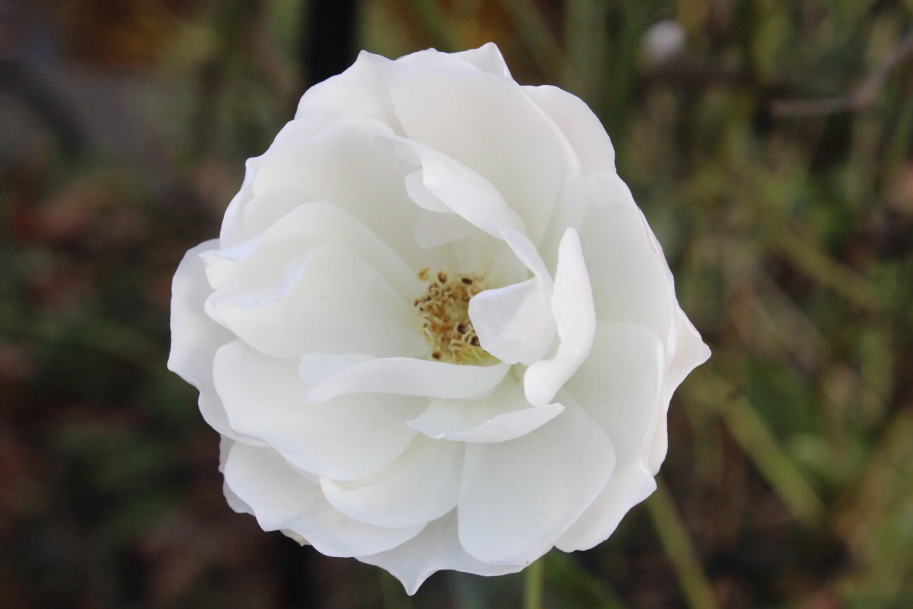 Flower study
